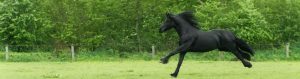 kunststof palen voor paardenweide